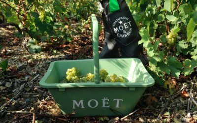 Moët & Chandon Grand Vintage 2013 a Grand Vintage Rosé 2013